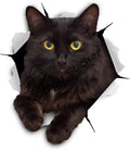 Cursed & Reflective — Black Cat Decal Sticker